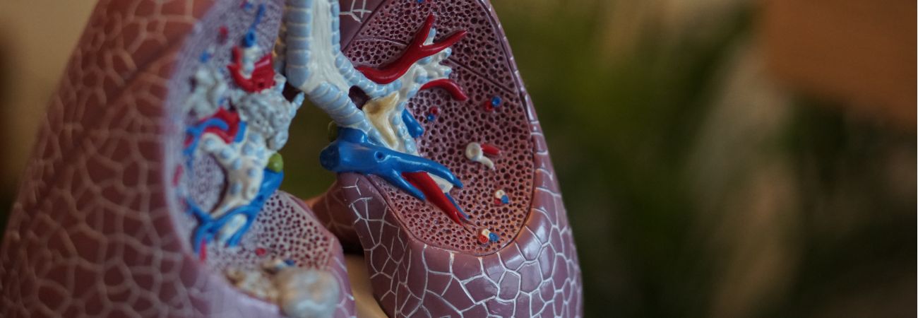 Beispielbild (Modell einer Lunge)